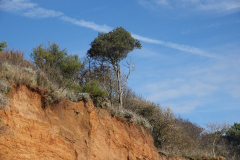 Tree-on-the-edge