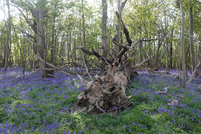 Covehithe-Fallen-Giant