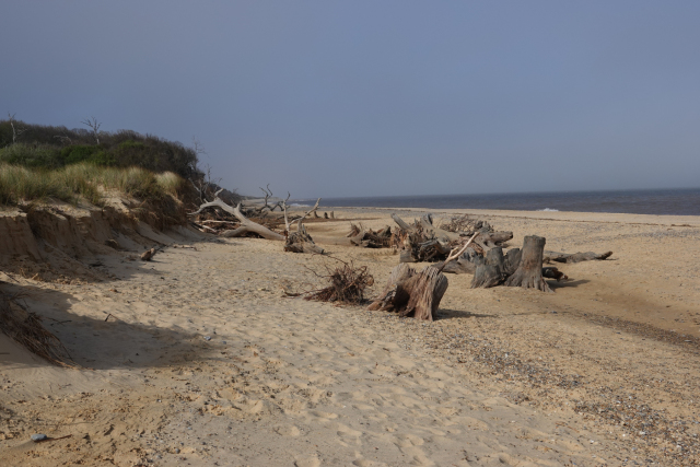 Covehithe-Petrified-Forest