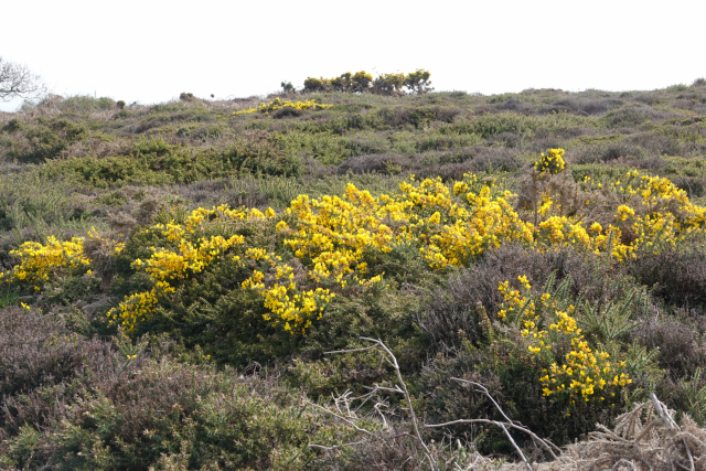 Dunwich-Heath