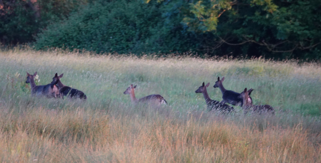 Minsmere-Deer