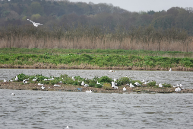 Minsmere-Resting-on-the-island