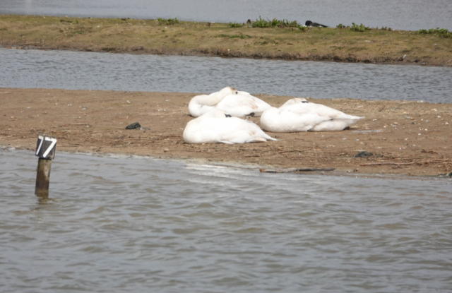 Minsmere-Sleepy-Swans