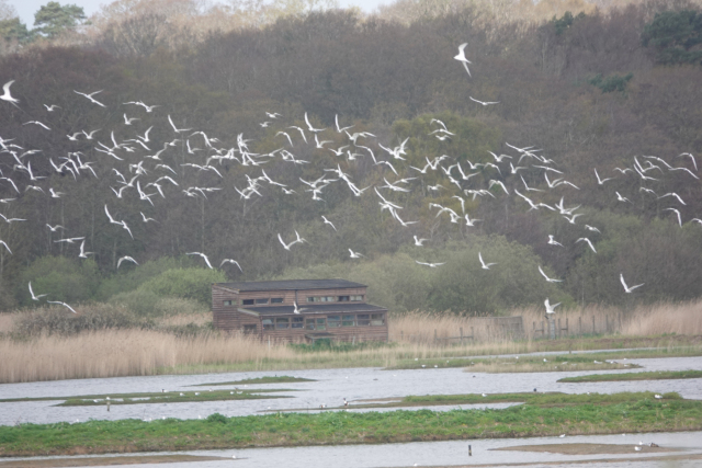 Minsmere-The-flock-in-flight